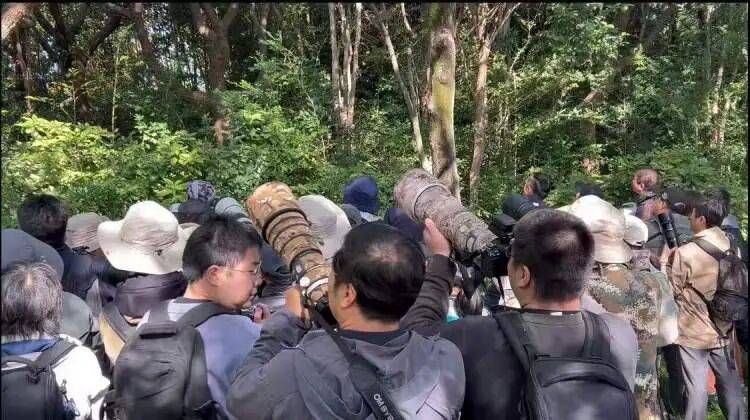 皇冠足球平台代理申请
_百年罕见！首次在上海被目击皇冠足球平台代理申请
，有人专门从北京“打飞的”赶来